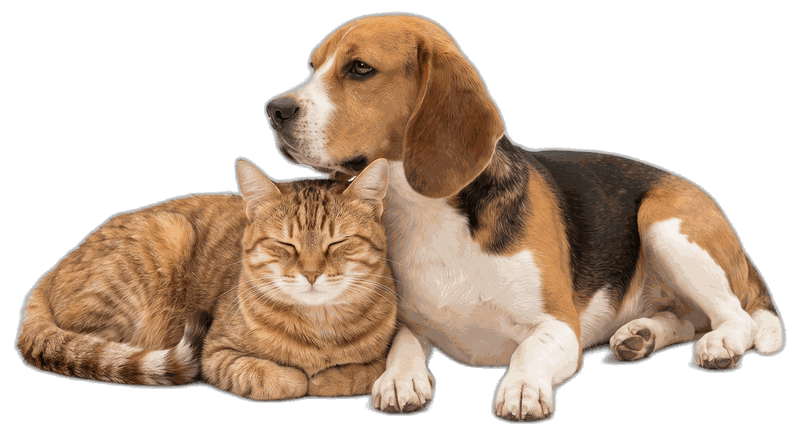 Hond en kat samen