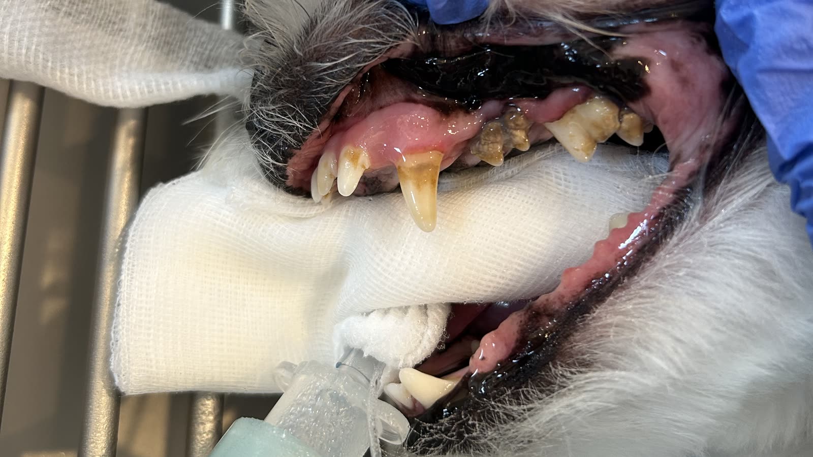 Is mijn hond of kat te oud voor een tandbehandeling?